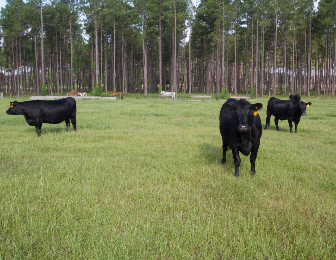 A group of black cows in the grass.