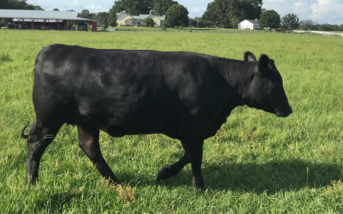 A black cow standing in the grass near trees.